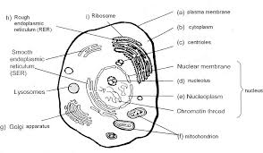 We did not find results for: Animal Cell Coloring Page Coloring Home
