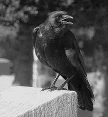 Black Birds You Can Have As Pets Attracting Crows And Ravens Crow Raven Bird Raven