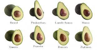 Types Of Avocado 2 E1475128920378 Jpg Pinkerton Has Smallest Seed Avocado Types Avocado Varieties Avocado