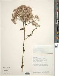 Image result for Distephanus divaricatus