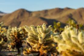 Cholla cactus, cholla cactus garden, joshua tree national park, desert center, california, usa, north america. 1 194 Best Cholla Cactus Images Stock Photos Vectors Adobe Stock