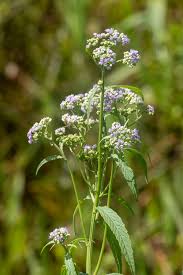 Image result for Ethulia