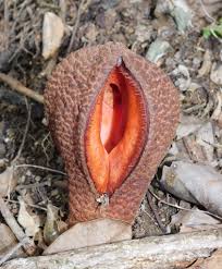 Image result for Hydnora