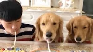 Can dogs eat ramen noodles. Dogs Defeat Owner In Noodle Eating Competition Youtube