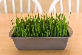 I let it achieve a height of about three to four inches before setting the container on the floor for the cats to graze. How To Grow Grass Indoors Agreenhand