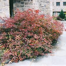 If desired, fertilize in spring with a granular fertilizer formulated for trees and shrubs, like a rose fertilizer. Virginia Sweetspire Itea Virginica In Wilmington Hampstead Jacksonville Onslow Hanover North Carolina Nc At Pender Pines Garden Center