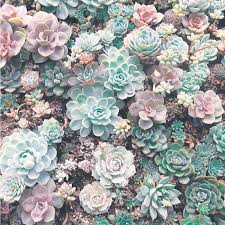We did not find results for: Free Download Succulent Phone Wallpapers Top Succulent Phone Backgrounds 1000x1514 For Your Desktop Mobile Tablet Explore 31 Succulent Wallpaper