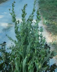 Image result for Lobelia lobata