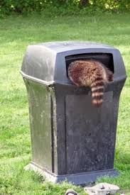According to some expert sweet corn growers, the taller the stalk, the harder it is for a in addition to the height of your sweet corn, the other plants in your garden play a role in deterring raccoon. Keeping Raccoons Out Of Your Trash Town Of Huntington Long Island New York