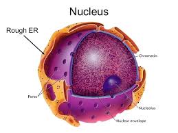 We did not find results for: Nucleus Of A Cell à¸« à¸­à¸‡à¹€à¸£ à¸¢à¸™à¸§ à¸—à¸¢à¸²à¸¨à¸²à¸ªà¸•à¸£ à¸ˆ à¸¥à¸Š à¸§à¸§ à¸—à¸¢à¸² à¸Š à¸§à¸§ à¸—à¸¢à¸²