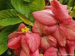 Image result for Mussaenda rivularis