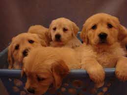 We have a golden retriever x husky puppy up for rehoming. Cinnamin Chester Puppiesgolden Retriever Puppies Purebred Golden Retriever Puppies For Sale In Toronto Ontario Puppies Kittens And Puppies Golden Retriever