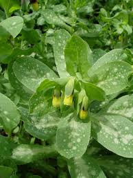 Image result for Cystostemon