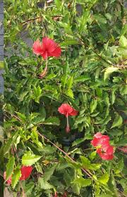 Maybe you would like to learn more about one of these? Apa Nama Bunga Pada Gambar Di Atas Apa Jenis Gerak Pada Tumbuhan Tersebut Help As Soon As Brainly Co Id