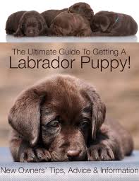 Use smileamazon , select independent labrador retriever rescue of socal and a portion of your purchas goes to the labs! Getting A Labrador Puppy Advice Tips And Information