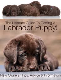 He is vet checked, vaccinated, wormed and is health. Getting A Labrador Puppy Advice Tips And Information