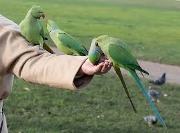 It has disjunct native ranges in africa and the indian subcontinent, and is now introduced into many other parts of the world where feral populations have established themselves and are bred for the exotic pet trade. Ring Necked Parakeet Eating Hand Feeding Parrot Parrots On Arm Parakeet On Hand Rose Ringed Parakeet Parakeet Green Parrot India London Wild Avian Pikist