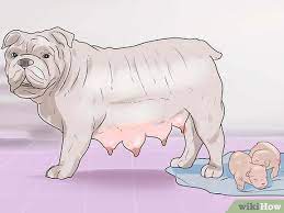 How To Help Your Dog Whelp Or Deliver Puppies (With Pictures)