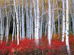 We did not find results for: Birch Forest Wallpapers Top Free Birch Forest Backgrounds Wallpaperaccess
