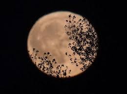 Why is it called the buck moon? Zcl0va7ltmxyfm