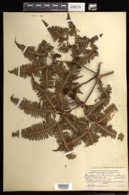 Image result for Dicranopteris elegantula