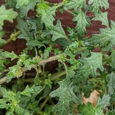 Image result for Dysphania pumilio