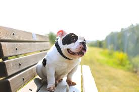 Maybe you would like to learn more about one of these? Animals For Adoption Calgary Humane Society