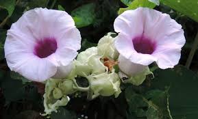 Image result for Argyreia nervosa