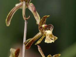 Image result for Oeceoclades decaryana