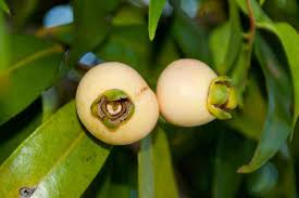 Em cada 100 gramas da polpa da fruta contém 50 calorias, além de tudo é rica em ferro, fosforo, proteína, vitamina do complexo b, b1 e b2, jambo ajuda. Jambo El Fruto De Mil Beneficios Konsultan Water Boom