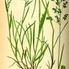 How to get rid of poa annua. 1