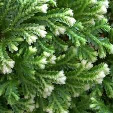 Image result for Selaginella kivuensis