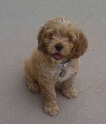 However, our friends breed cockapoo's. Cockapoo Of Excellence Cockapoo Puppies For Sale Cockapoo Breeder