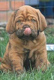 Pin On Puppies