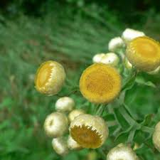 Image result for Helichrysum foetidum