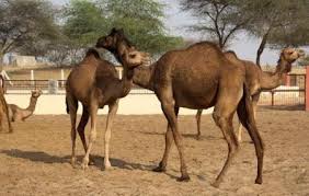 We had a small lecture. National Research Centre On Camel Bikaner Ticket Price Timings Address Triphobo