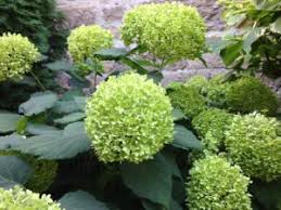 If your looking for the best hydrangeas for shade we have an article dedicated to just this were we reveal some fantastic vatieties from mop heads to climbers. Mop Head Hydrangeas 5 Of The Best For Summer Blooms