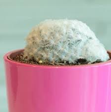 Although they're more common on indoor or greenhouse plants, mealybugs also. Cactus Costa Farms