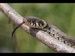 Serpi veninosi din cele 2600 de specii grupate in subordinul ophidia sau serpentes, cam o treime sunt veninosi. Sarpele De Casa Natrix Natrix Youtube