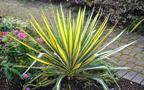 Color Guard Yucca Is One Of The Most Beautiful Variegated Yuccas On The Market And A Dramatic Architectural Plant Yucca Plant Plants Yucca Filamentosa