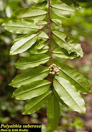 Image result for Polystachya lacroixiana