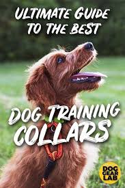 But is advertising your lost pet on craigslist a good idea? Craigslist Boston Area Pets