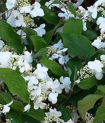 They send their flowers in bud, this means they can travel safely and they look the best when they get into the home. Plants Flowering In May May Flowering Plants Tree Peonies