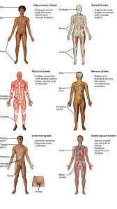 Human body anatomy and pain charts. 1 2 Structural Organization Of The Human Body Anatomy Physiology