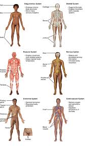 The bone that doesn't move and the muscle is anchored to. 10 4 Human Organs And Organ Systems Biology Libretexts