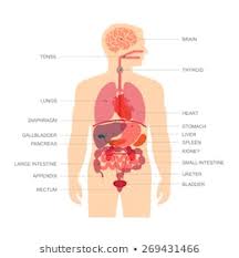 internal organ photos 101 938 internal stock image results