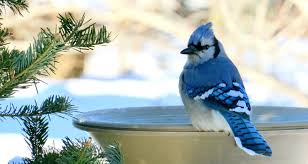 Blue glass bird bath (674 results) price ($) any price under $25 $25 to $75 $75 to $100 over $100 custom. 6 Easy Tips To Keep Your Bird Bath From Freezing Farmers Almanac
