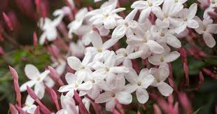 Image result for Jasminum stenolobum