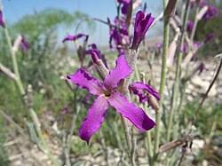 Image result for Matthiola
