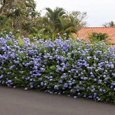 Image result for Plumbago auriculata